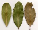 Bay leaf