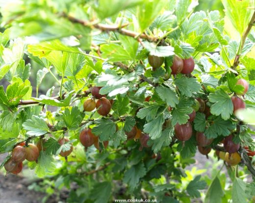 Gooseberry variety Hinomaki Red