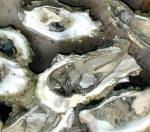 Picture of oysters. Click picture to enlarge. Picture courtesy http://www.abileah.com/Friends&Family/2003%20Hood%20Canal%20Oyster%20Weekend/Hood%20Canal%20Oyster%20Weekend%202003.htm