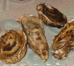 Picture of oysters. Click to enlarge. Copyright David Marks.