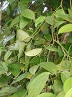 Pepper plant, click picture to enlarge.